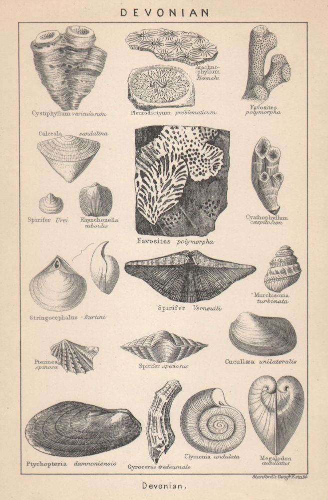 BRITISH FOSSILS. Devonian. STANFORD 1907 old antique vintage print picture